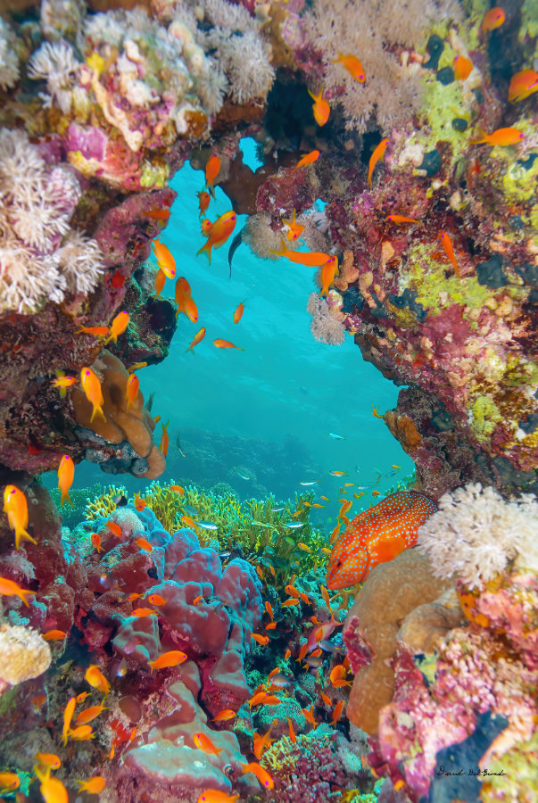 David DelBiondo Ocean Visits Underwater Photography Saddle Grouper